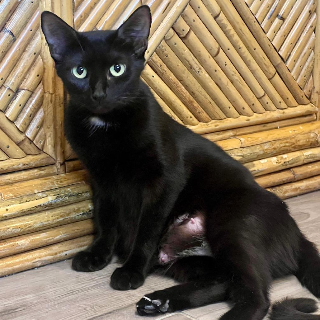 Enlarge Flossie, a Adoptable Domestic Short Hair in Juno Beach, FL image 4/4