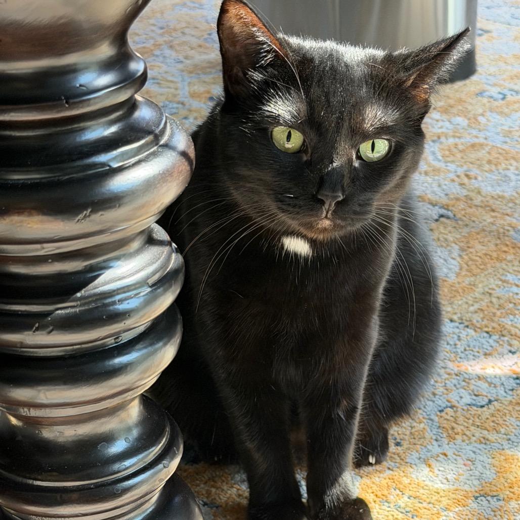 Enlarge Flossie, a Adoptable Domestic Short Hair in Juno Beach, FL image 4/4