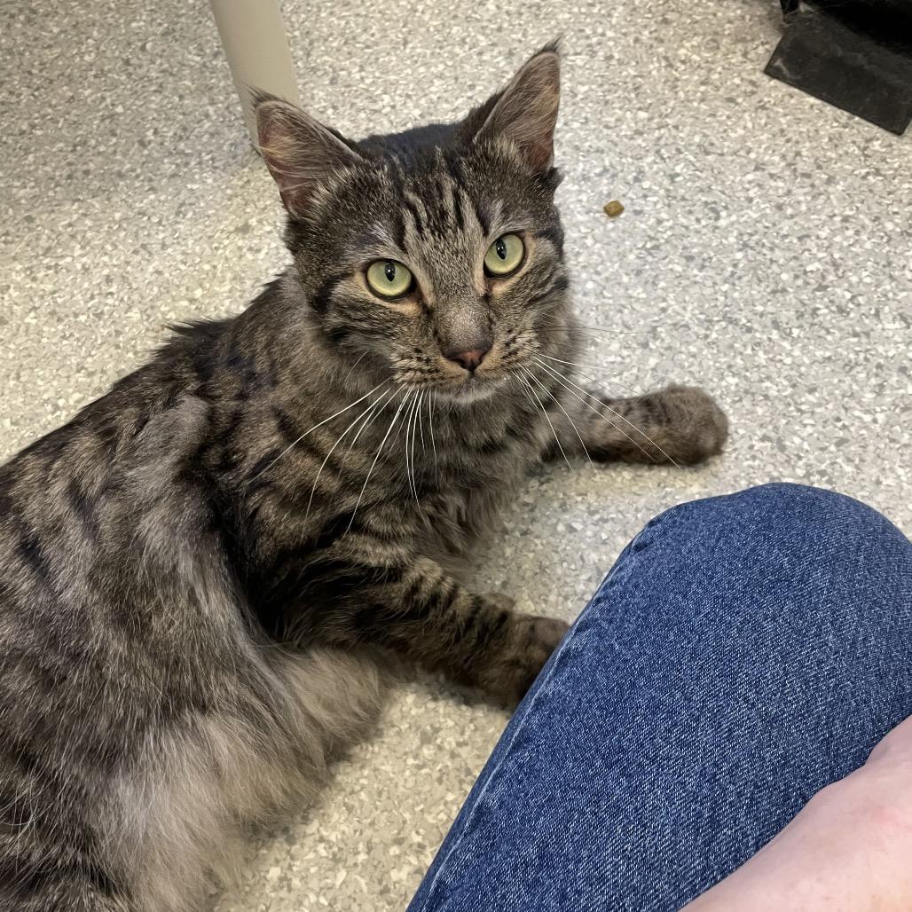 Teddy Bear, a Adoptable mixed breed in Enfield, NH image 1/6