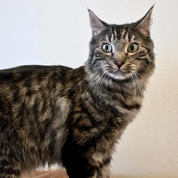 Teddy Bear, a Adoptable mixed breed in Enfield, NH image 2/6