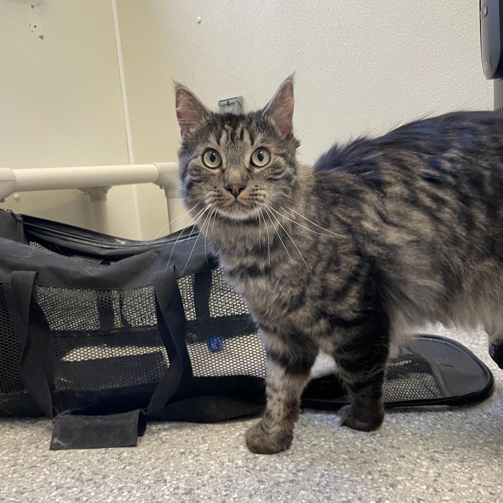 Teddy Bear, a Adoptable mixed breed in Enfield, NH image 3/6