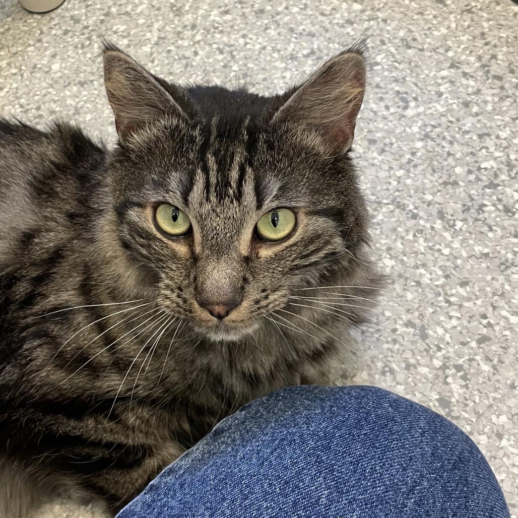 Teddy Bear, a Adoptable mixed breed in Enfield, NH image 4/6