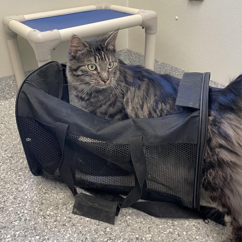 Teddy Bear, a Adoptable mixed breed in Enfield, NH image 6/6