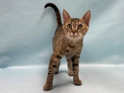 Gogomae, Adoptable, Adult Female Domestic Short Hair & Domestic Short Hair.