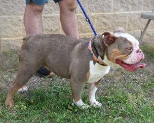 Enlarge PR 57 Marge, a Adoptable English Bulldog in Glen Allen, VA image 1/3