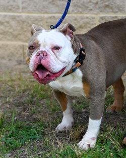 Enlarge PR 57 Marge, a Adoptable English Bulldog in Glen Allen, VA image 2/3