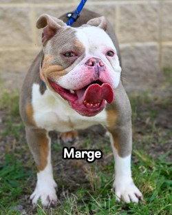 Enlarge PR 57 Marge, a Adoptable English Bulldog in Glen Allen, VA image 3/3