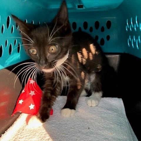 Enlarge Felicia - Chow Hound Northland, a Adoptable Domestic Short Hair in Grand Rapids, MI image 1/1