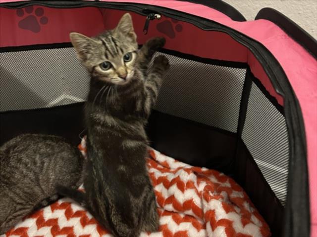 Enlarge COWBOY DANCER, a Adoptable Domestic Short Hair in Chapel Hill, NC image 1/1