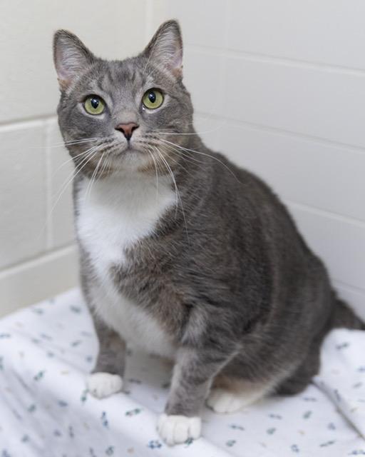 MICKEY, Adoptable, Adult Male Domestic Short Hair.