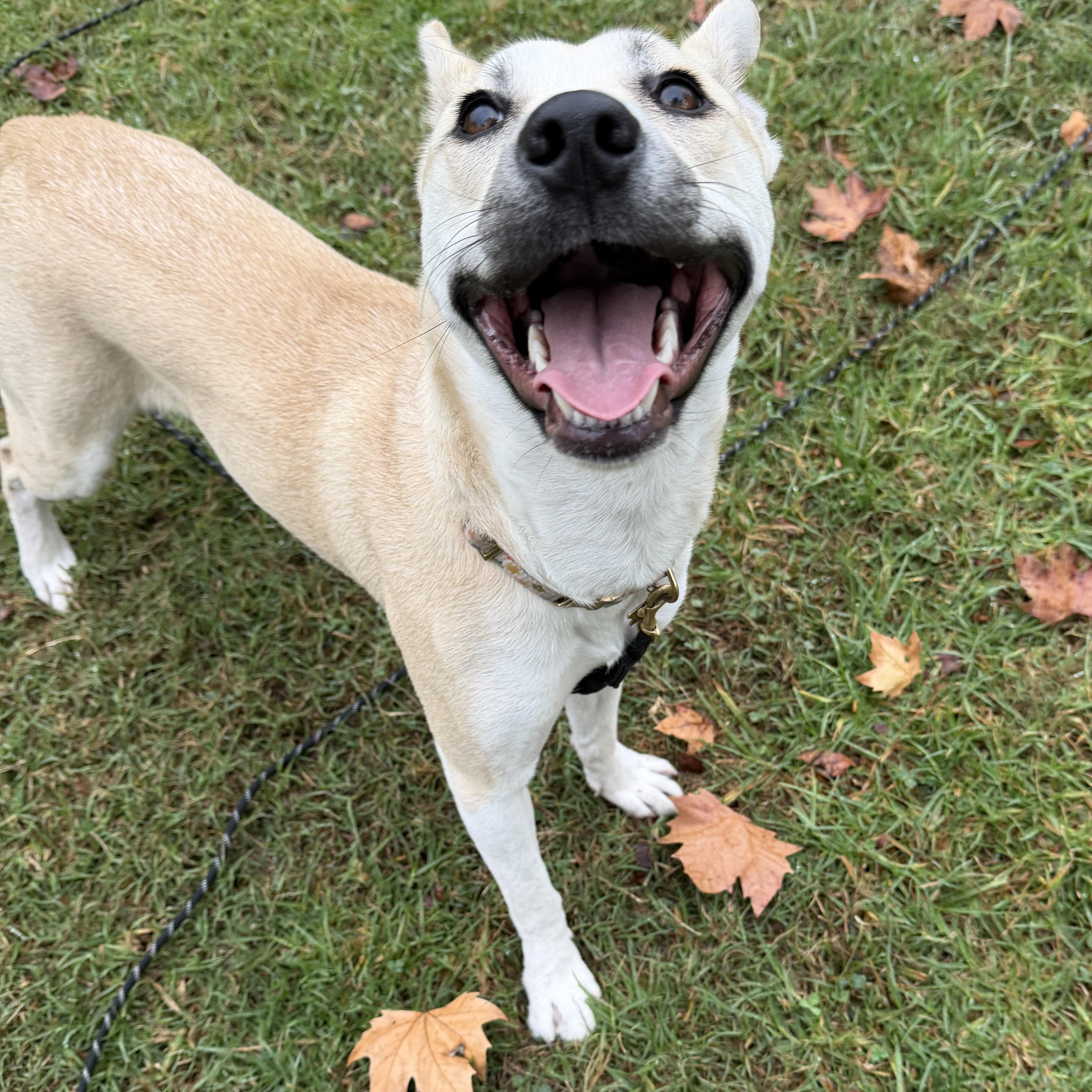 Enlarge Poppy, a ADOPTABLE mixed breed in Los Angeles, CA image 5/5