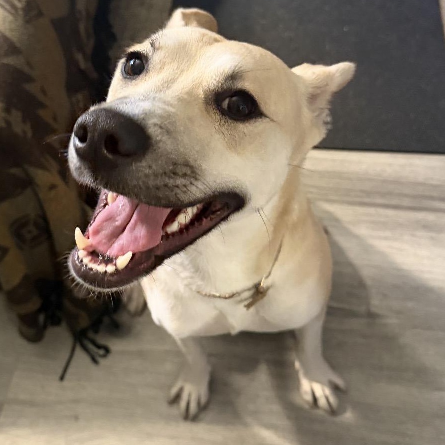 Poppy, ADOPTABLE, Adult Female Pit Bull Terrier & Yellow Labrador Retriever.
