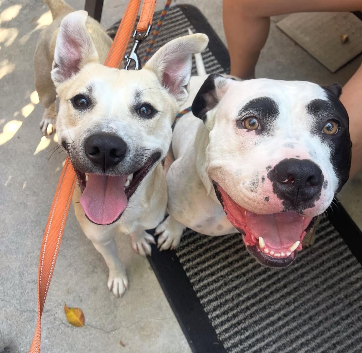 Enlarge Poppy, a ADOPTABLE mixed breed in Los Angeles, CA image 4/5
