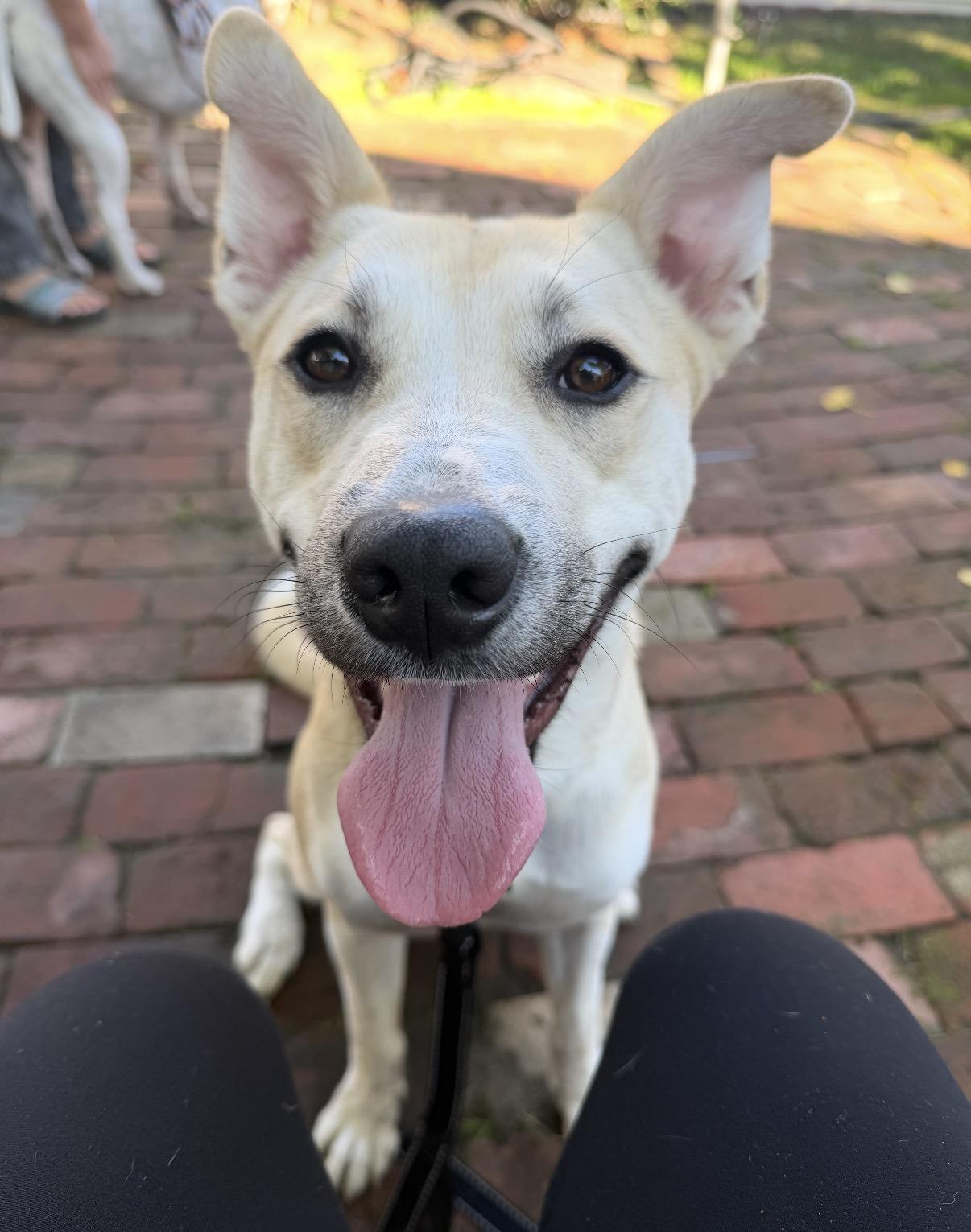Enlarge Poppy, a ADOPTABLE mixed breed in Los Angeles, CA image 3/5