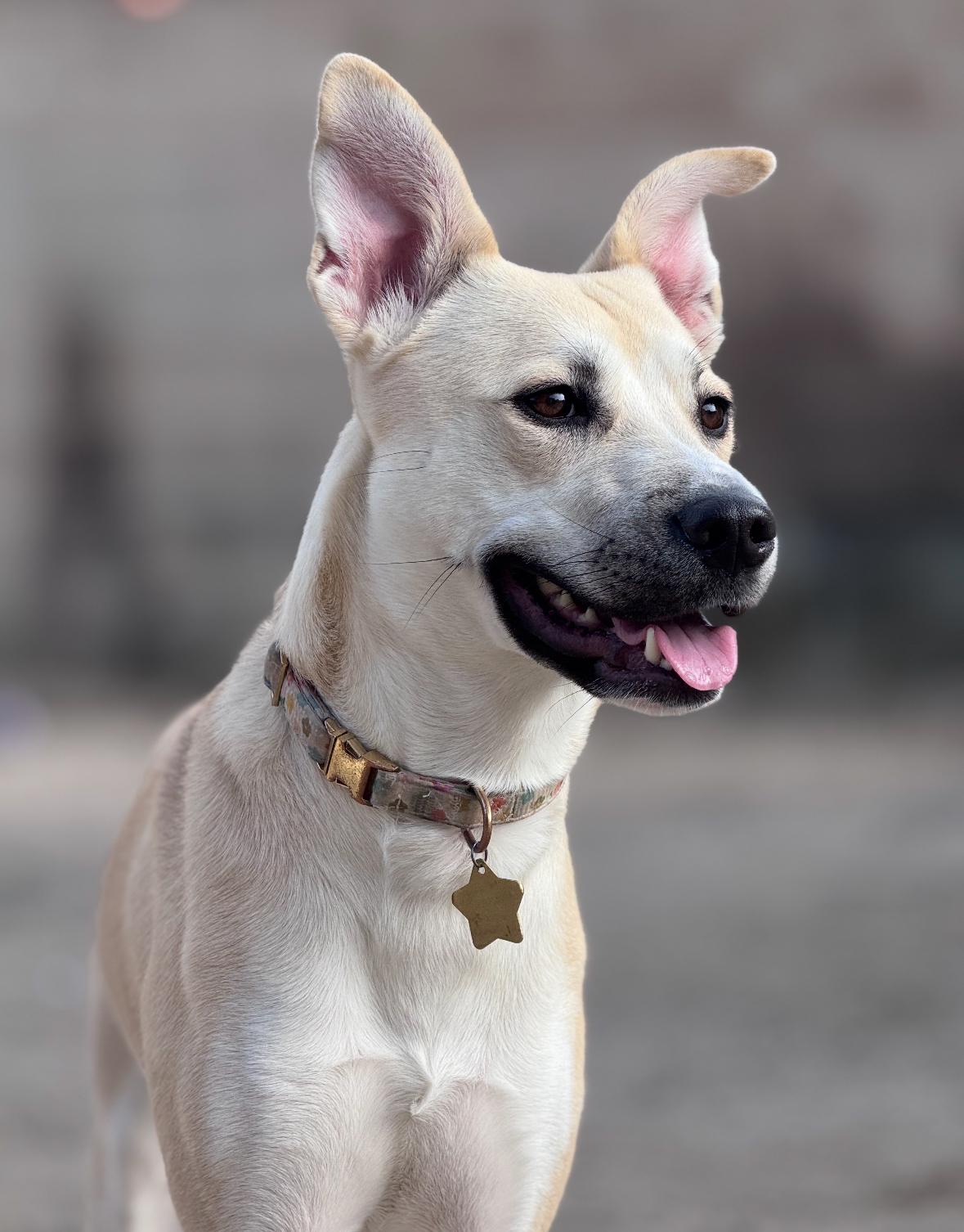 Enlarge Poppy, a ADOPTABLE mixed breed in Los Angeles, CA image 2/5