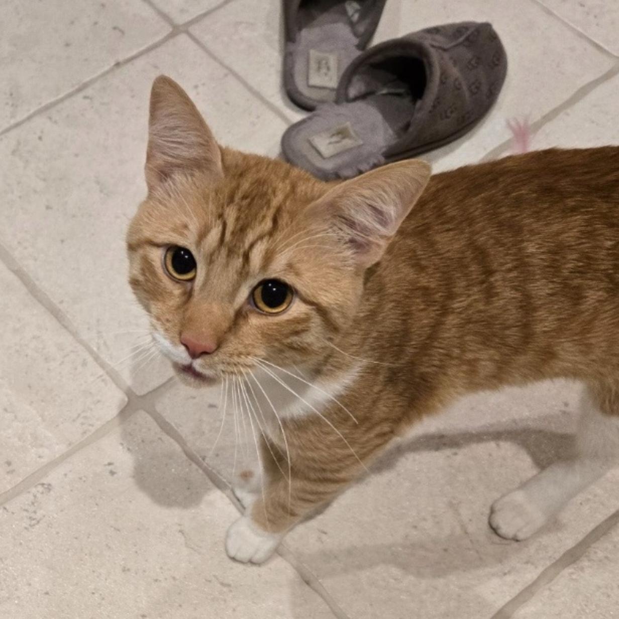 Charlie, a Adoptable Domestic Short Hair in Cincinnati, OH image 3/6