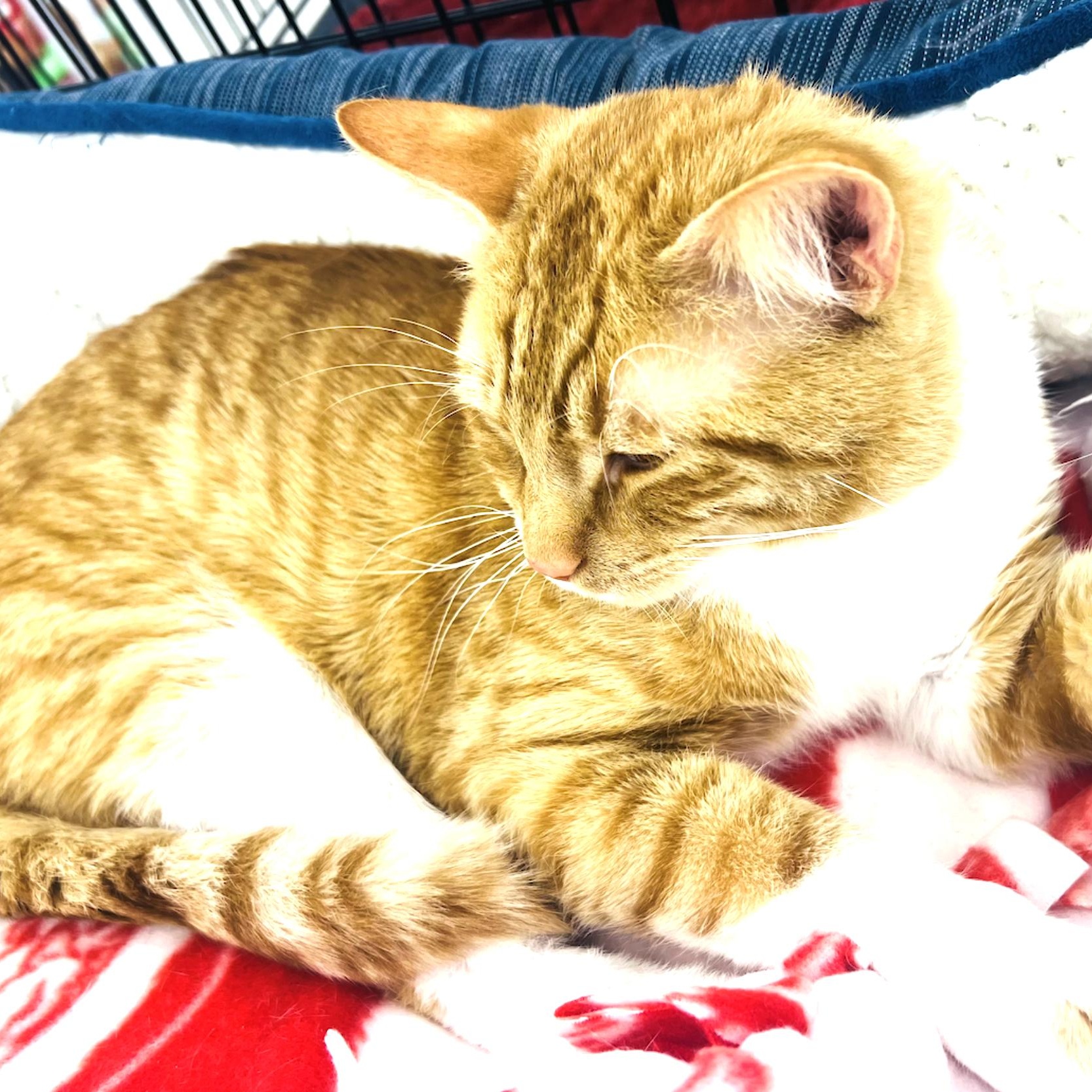 Charlie, a Adoptable Domestic Short Hair in Cincinnati, OH image 4/6