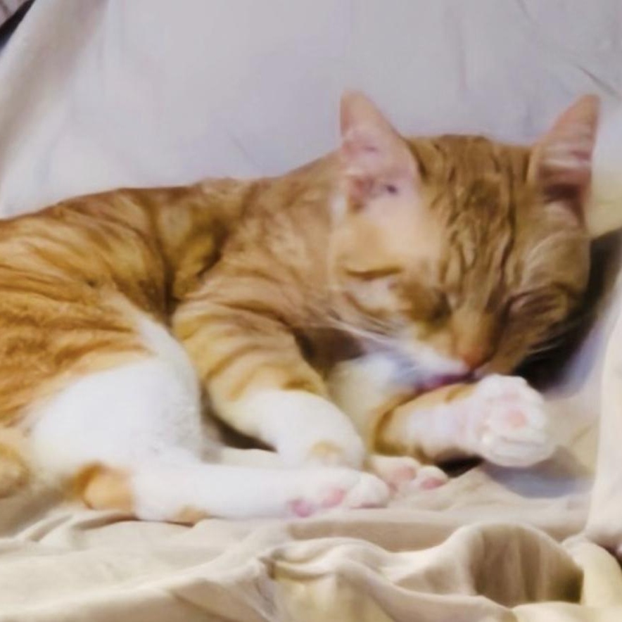 Charlie, a Adoptable Domestic Short Hair in Cincinnati, OH image 5/6