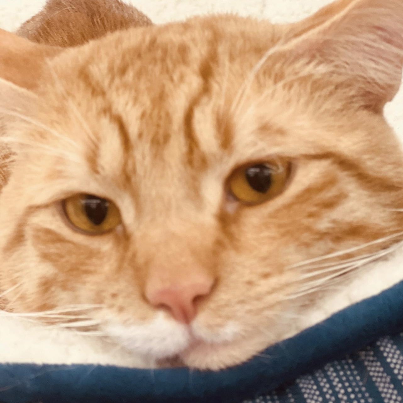 Charlie, a Adoptable Domestic Short Hair in Cincinnati, OH image 6/6