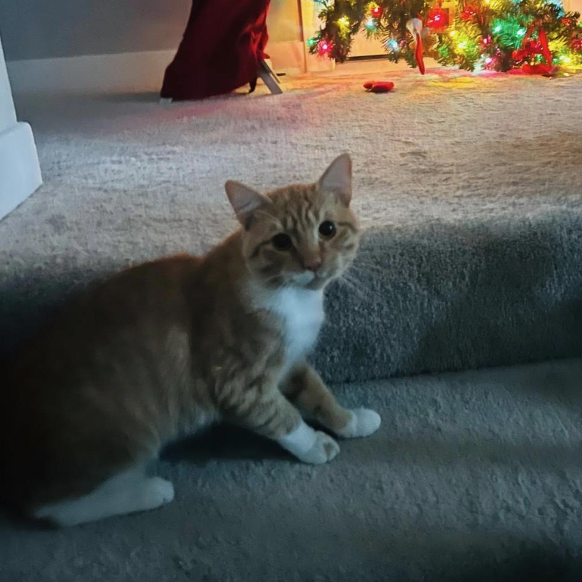 Charlie, a Adoptable Domestic Short Hair in Cincinnati, OH image 2/6