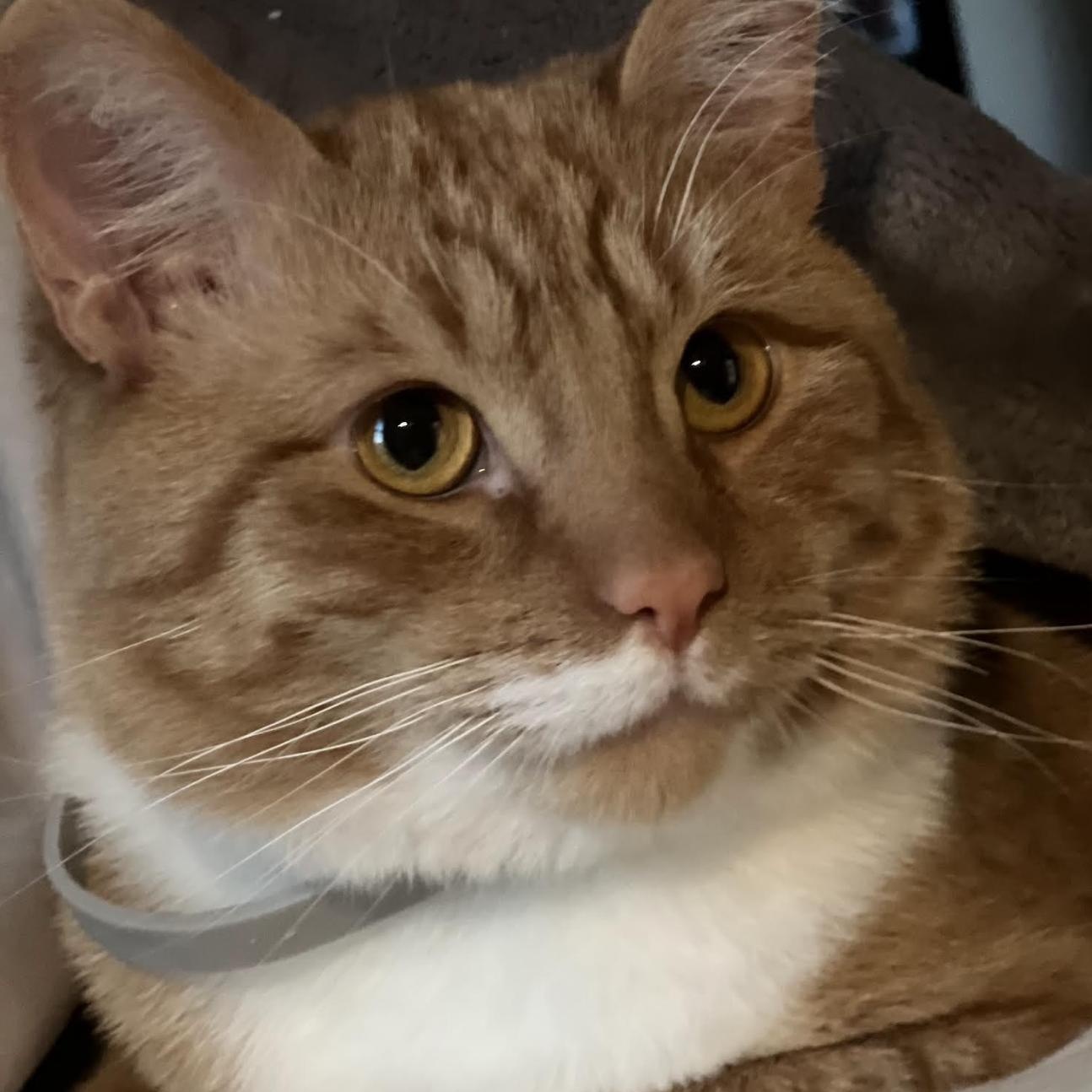 Charlie, Adoptable, Young Male Domestic Short Hair.