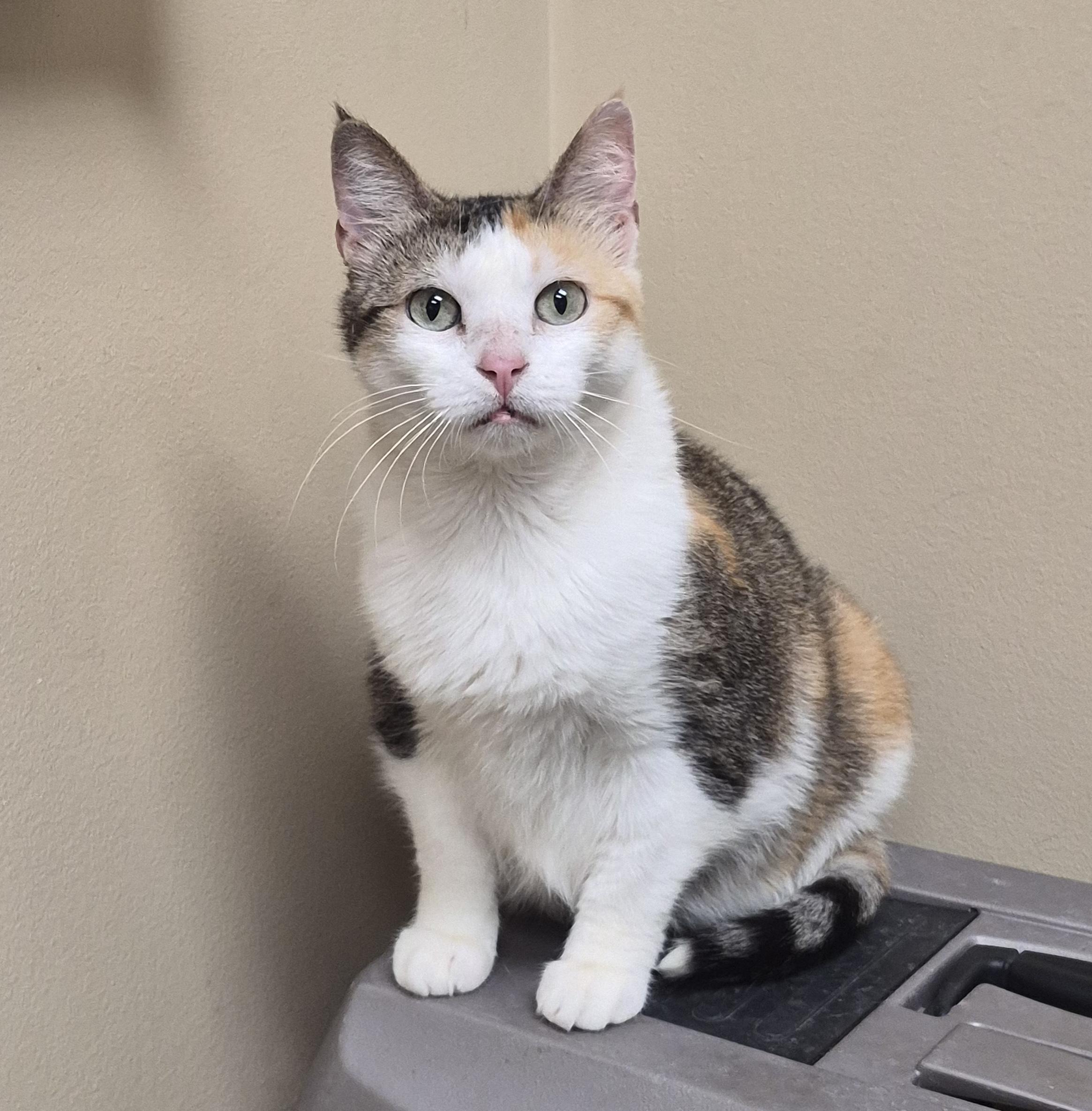 Enlarge Dixie, a Adoptable Calico in Aurora, IL image 4/4