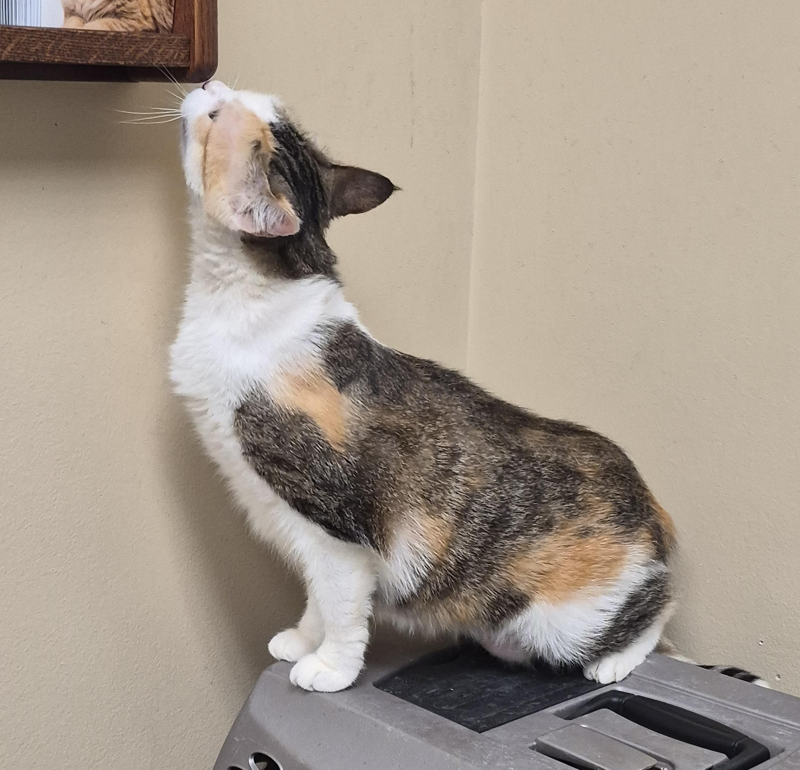 Enlarge Dixie, a Adoptable Calico in Aurora, IL image 3/4