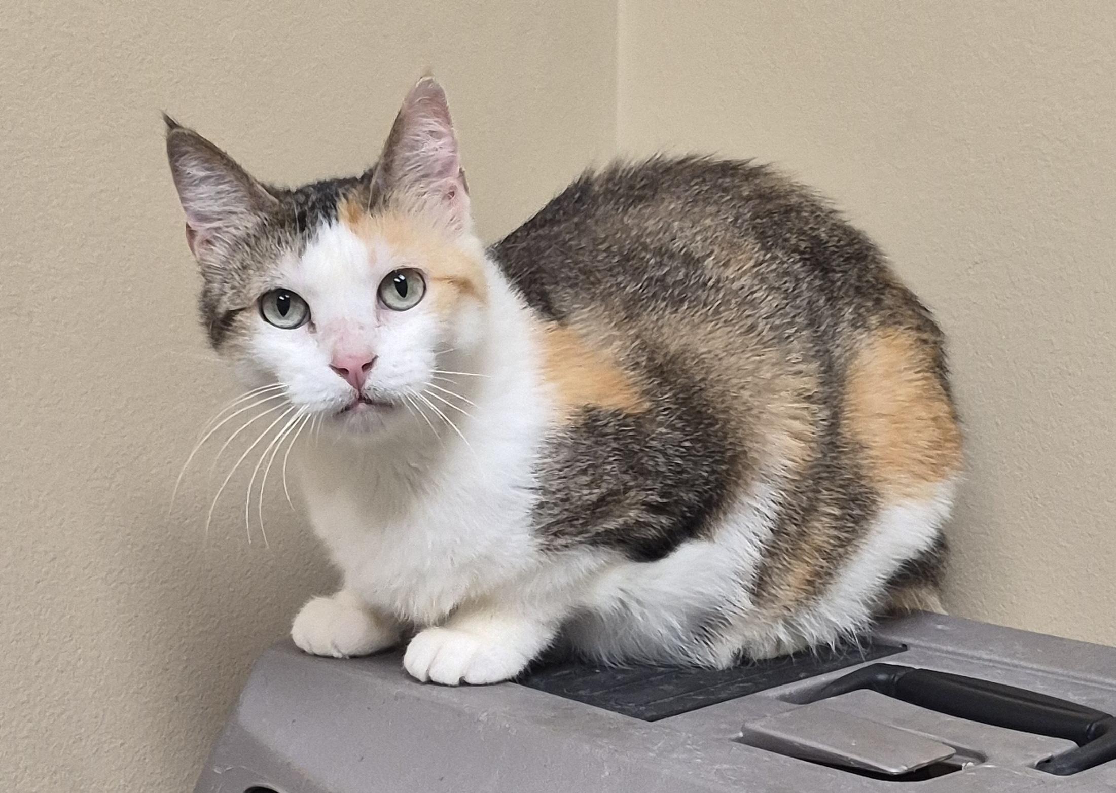 Enlarge Dixie, a Adoptable Calico in Aurora, IL image 2/4
