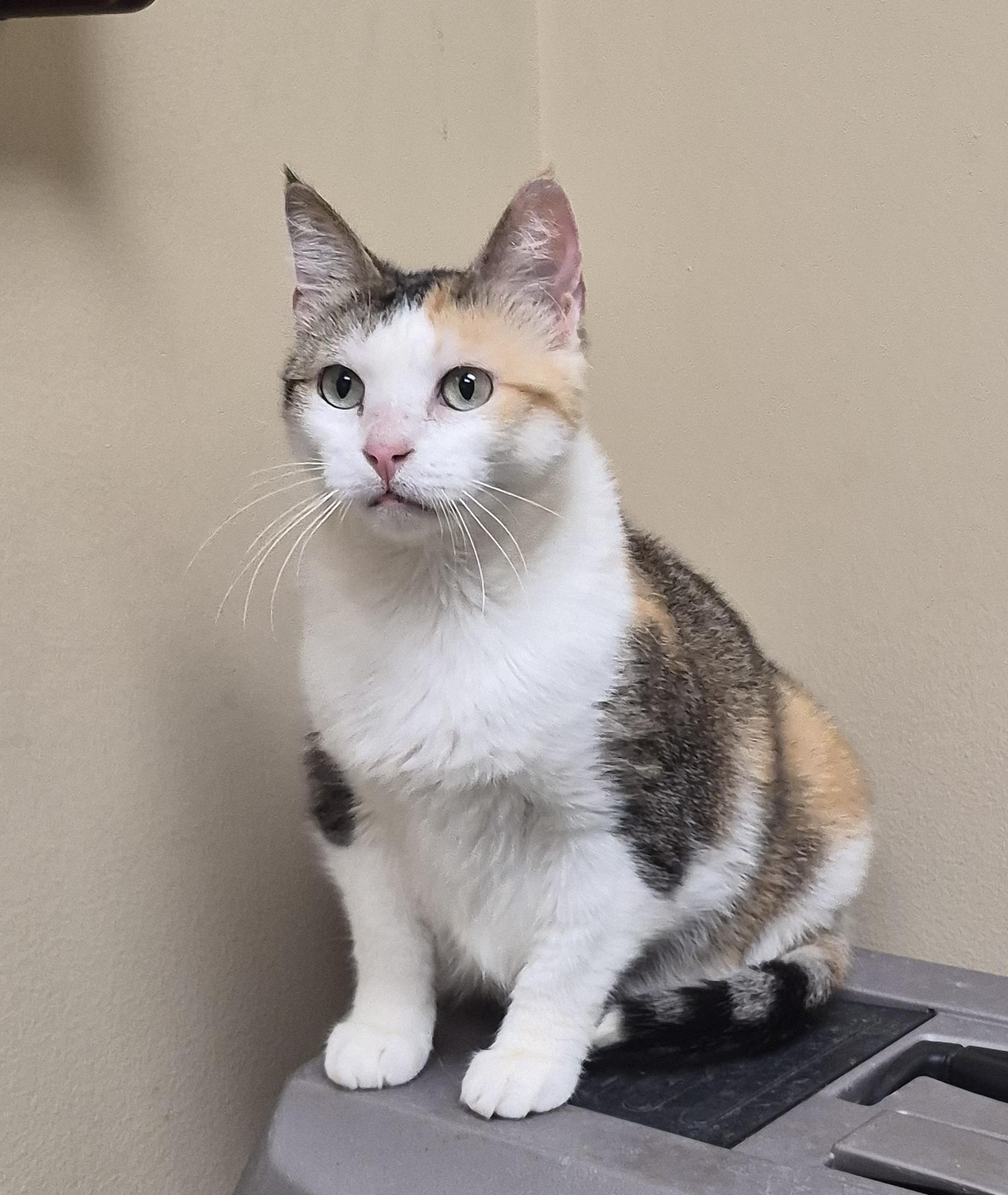 Dixie, Adoptable, Adult Female Calico.