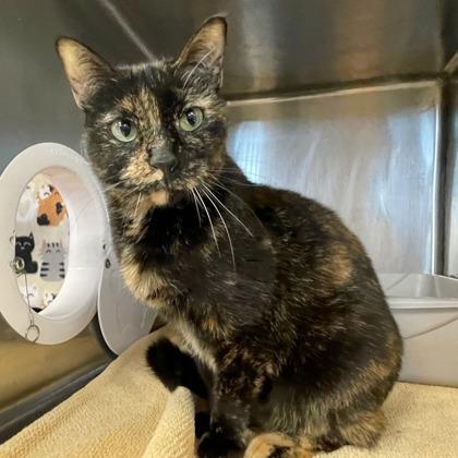 Tortiana Grande, a Adoptable mixed breed in Wheaton, IL image 1/2