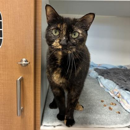 Tortiana Grande, a Adoptable mixed breed in Wheaton, IL image 2/2