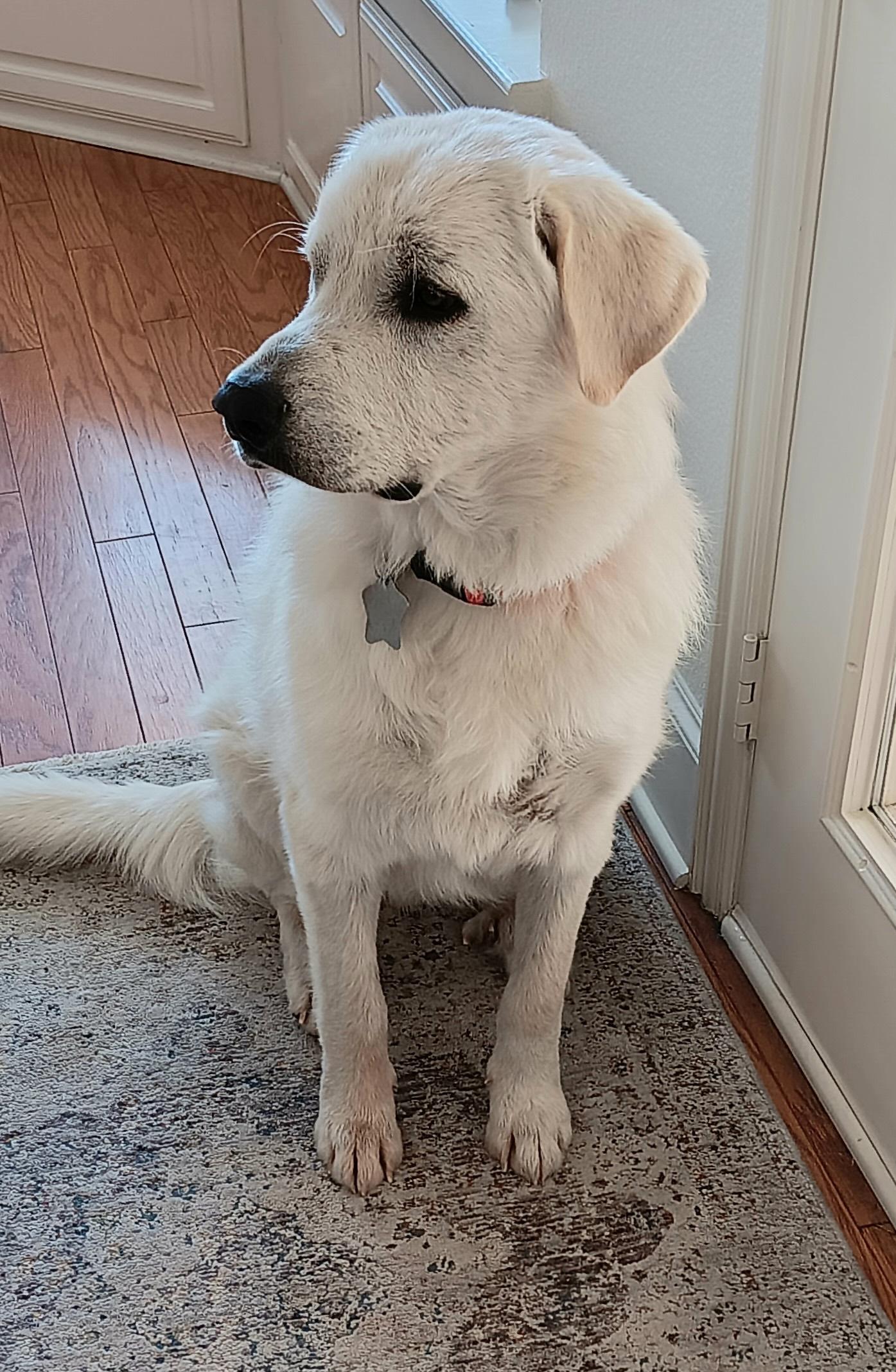 Curtis DFW, Adoptable, Young Male Great Pyrenees.