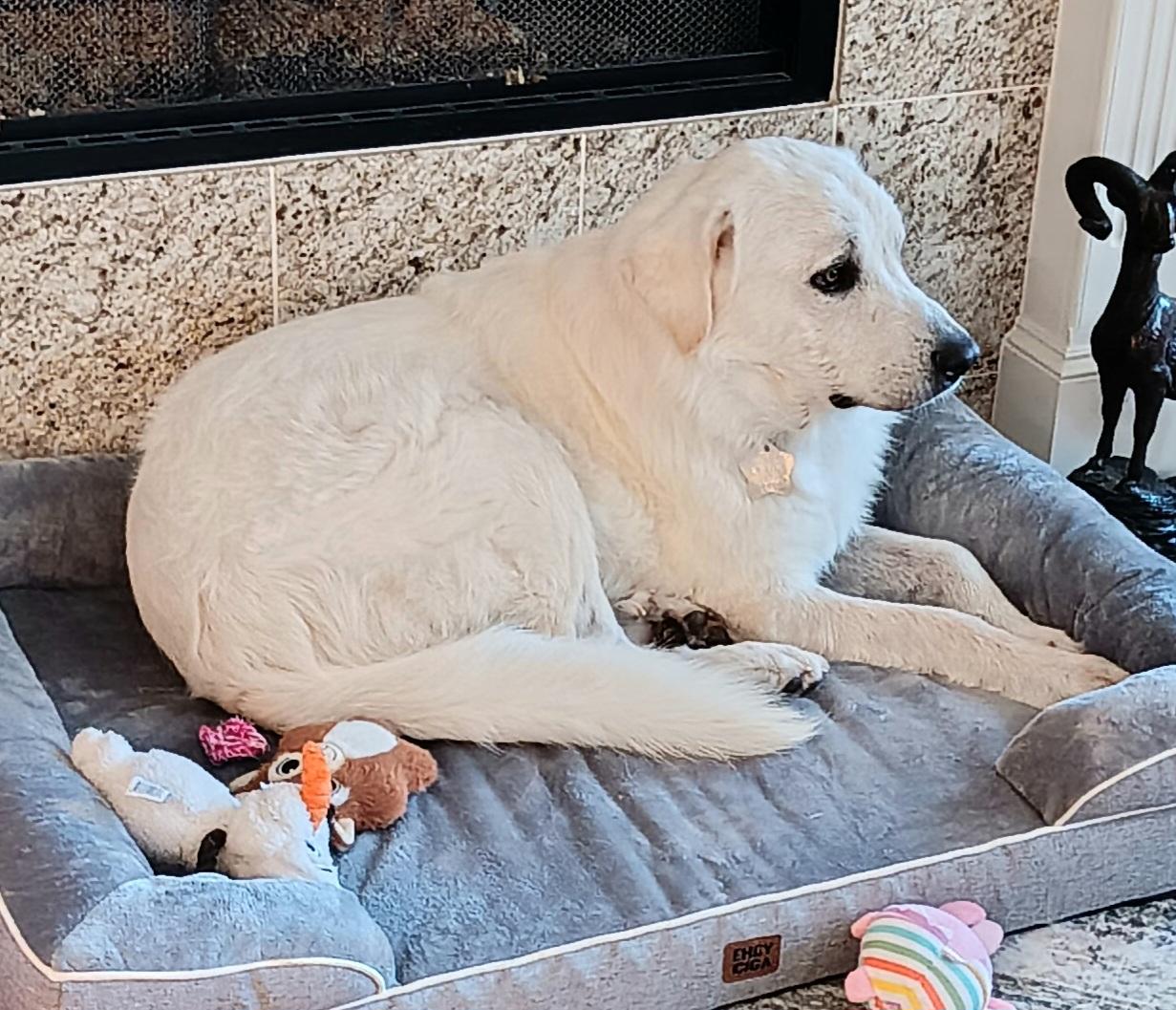 Enlarge Curtis DFW, a Adoptable Great Pyrenees in Quinlan, TX image 2/6
