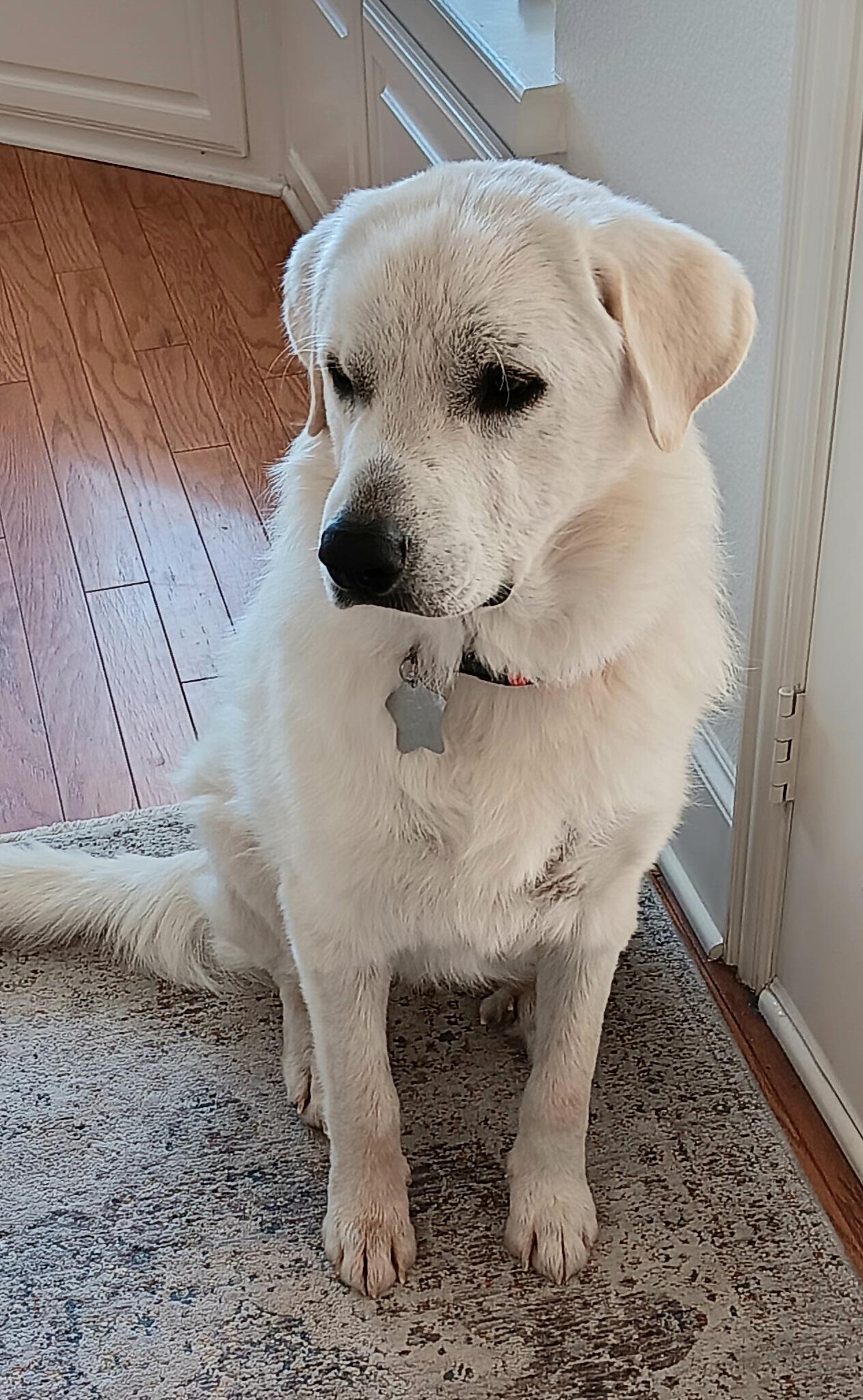 Enlarge Curtis DFW, a Adoptable Great Pyrenees in Quinlan, TX image 3/6