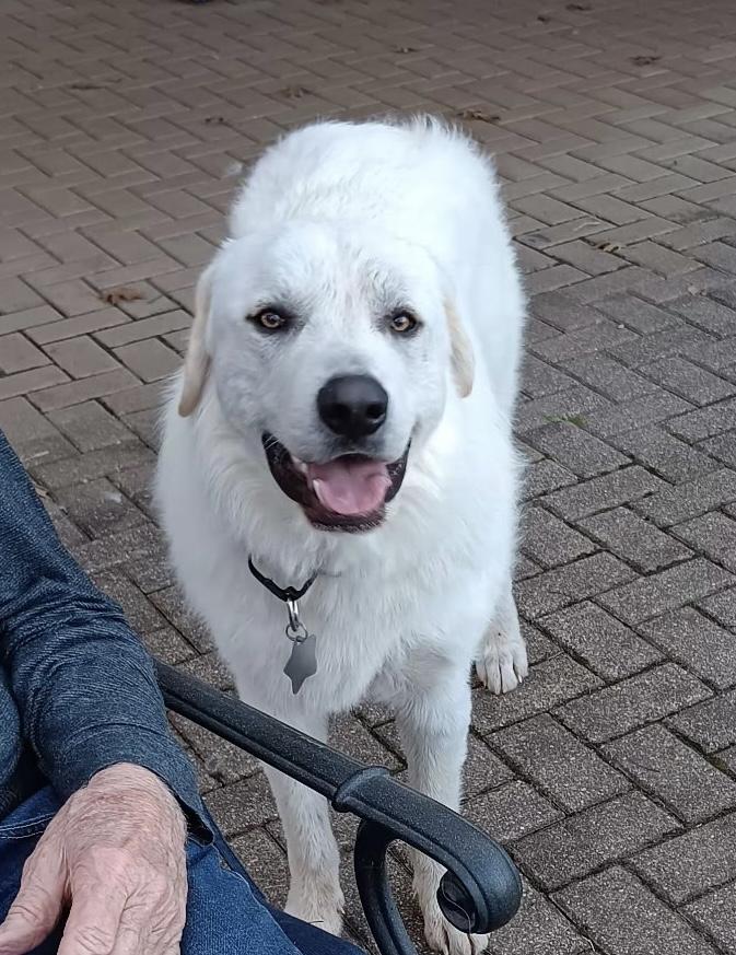 Enlarge Curtis DFW, a Adoptable Great Pyrenees in Quinlan, TX image 4/6