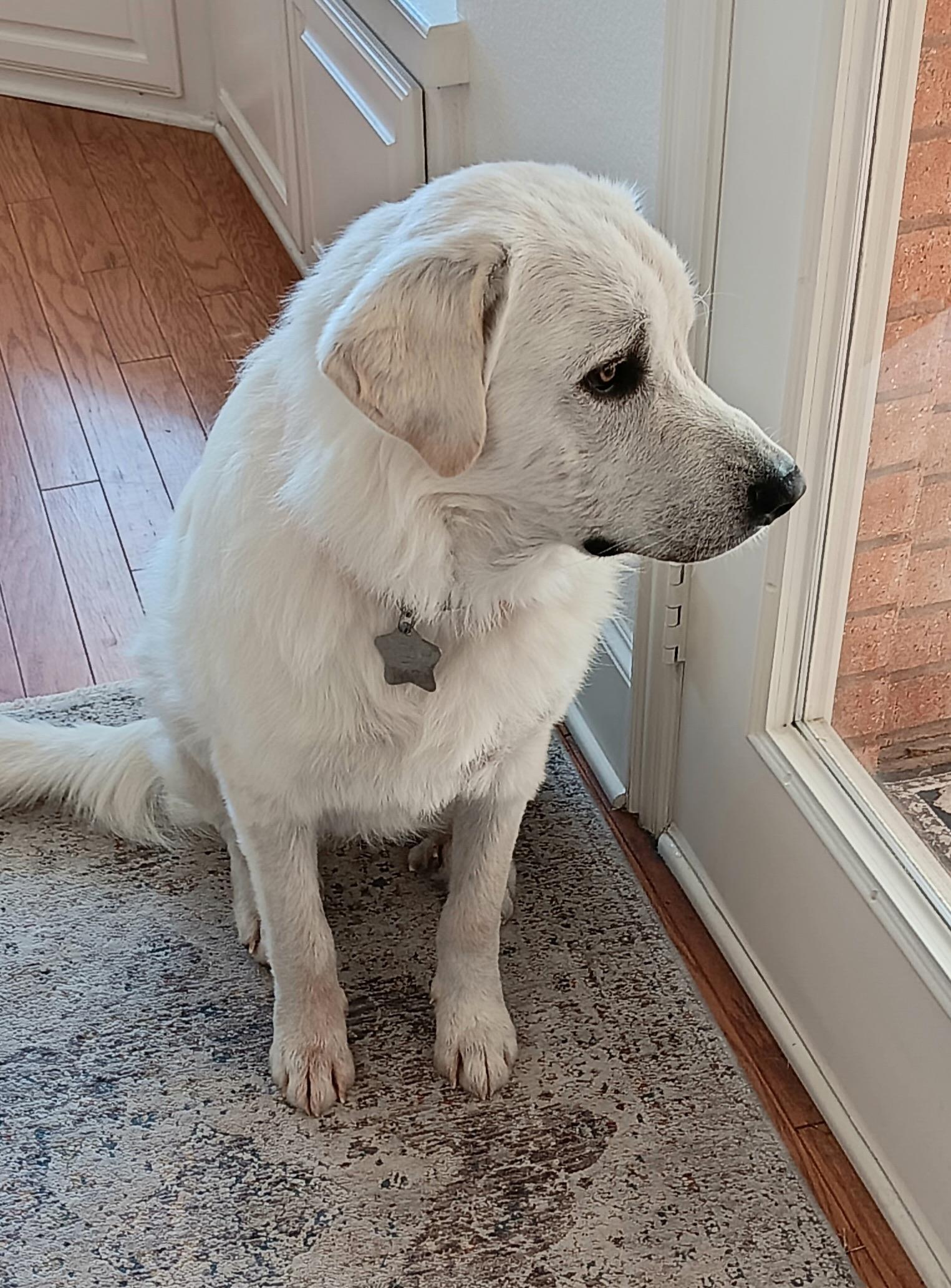 Enlarge Curtis DFW, a Adoptable Great Pyrenees in Quinlan, TX image 5/6