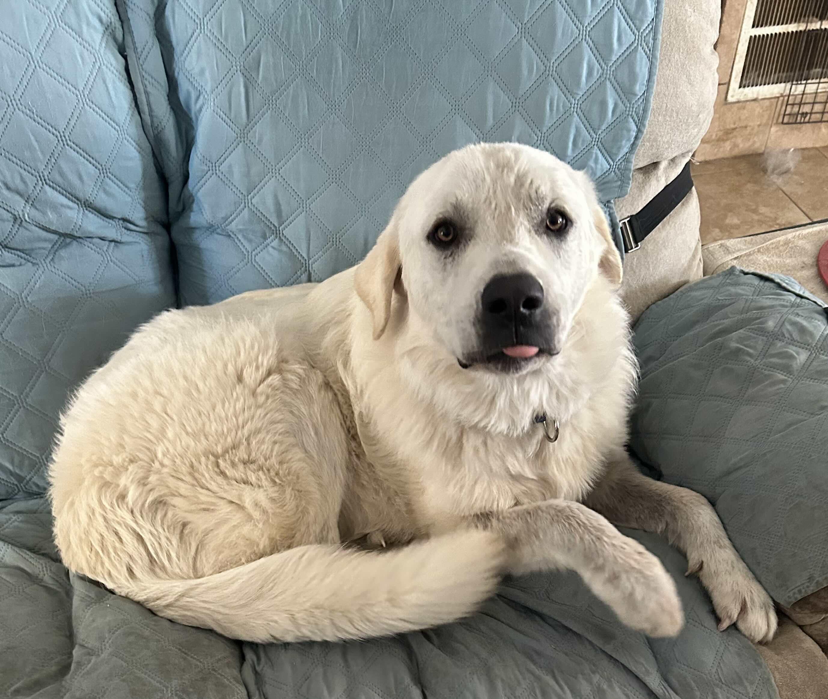 Enlarge Curtis DFW, a Adoptable Great Pyrenees in Quinlan, TX image 6/6