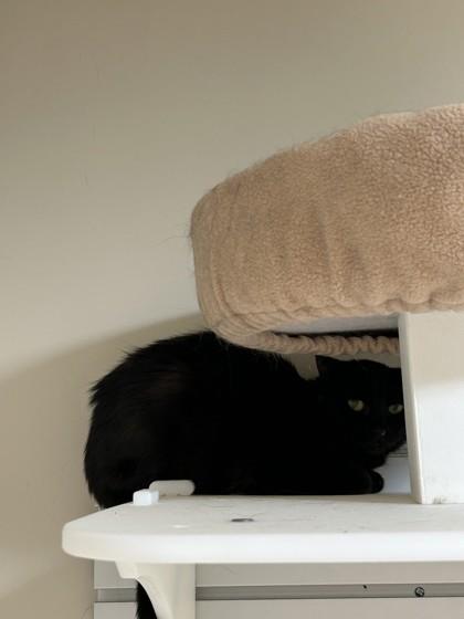 Enlarge Kumo, a Adoptable Domestic Short Hair in Hamilton, MT image 2/4