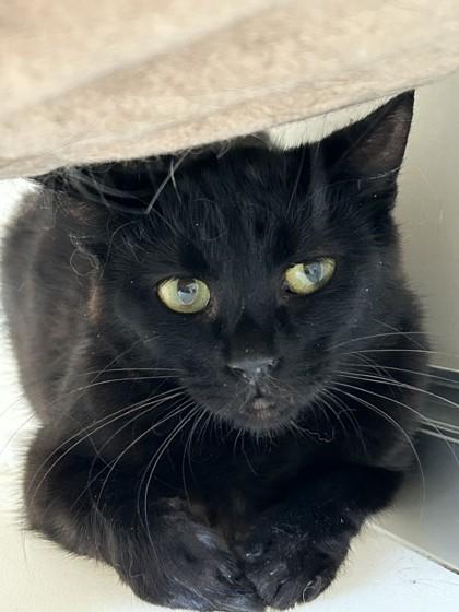 Kumo, Adoptable, Adult Female Domestic Short Hair.