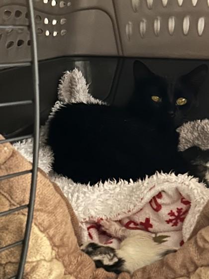 Enlarge Kumo, a Adoptable Domestic Short Hair in Hamilton, MT image 3/4