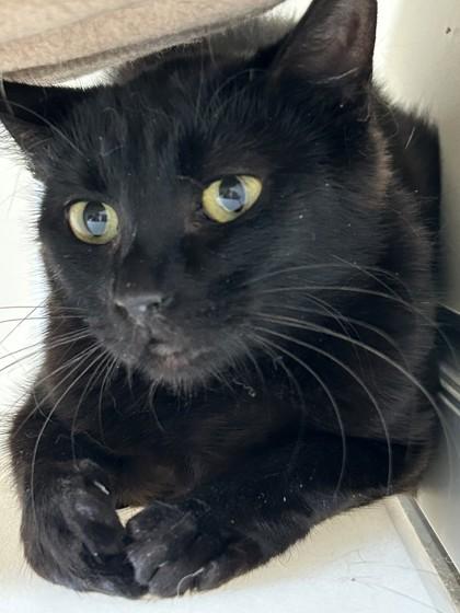 Enlarge Kumo, a Adoptable Domestic Short Hair in Hamilton, MT image 4/4
