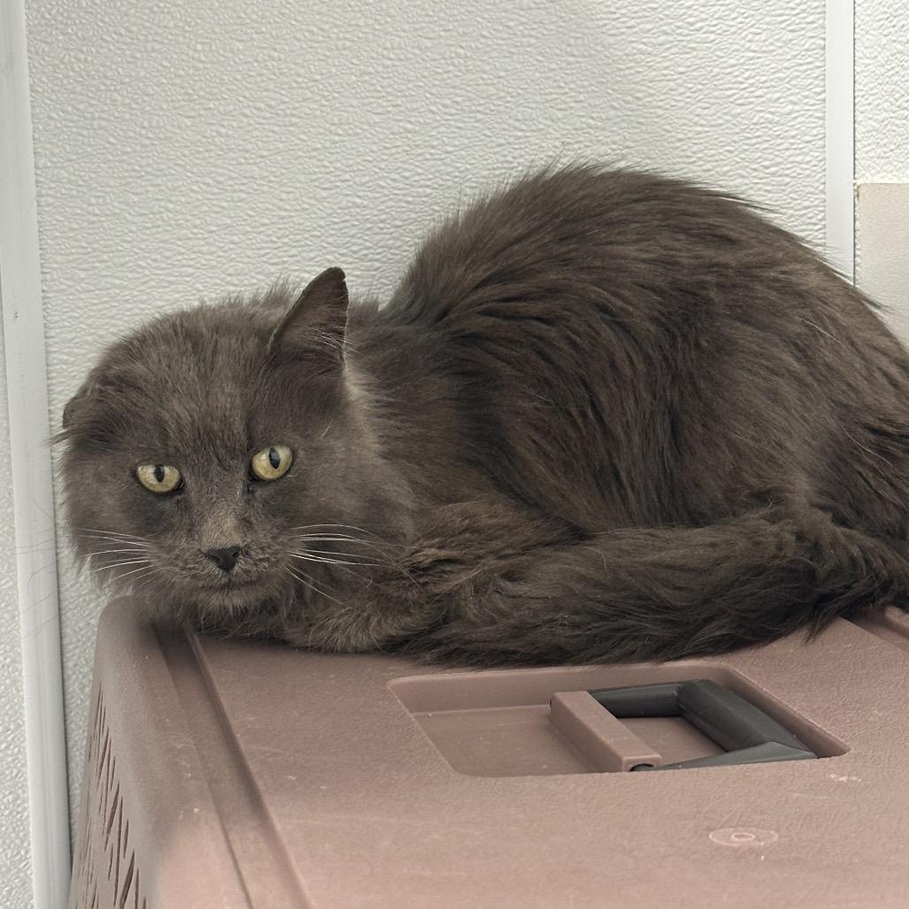 Lionel, ADOPTABLE, Adult Male Domestic Long Hair.