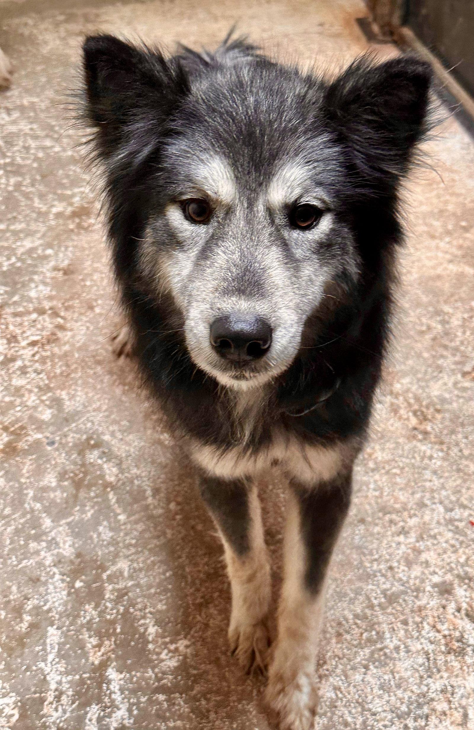 Mica, Adopted, Young Female Siberian Husky & Alaskan Malamute.