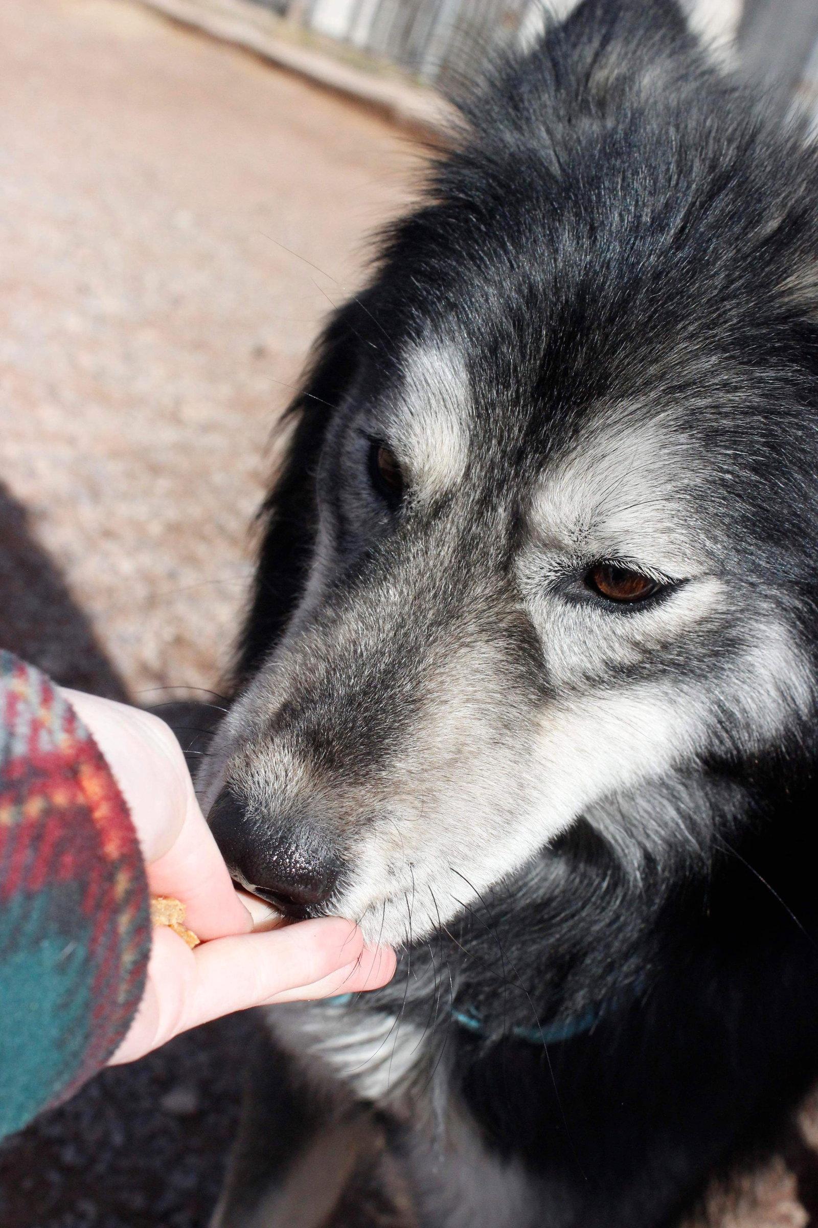 Enlarge Mica, a Adopted mixed breed in Cedar Crest, NM image 2/3