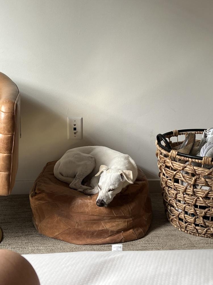 Jax, Adoptable, Young Male Whippet.