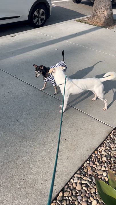 Enlarge Jax, a Adoptable mixed breed in los angeles, CA video 3/3