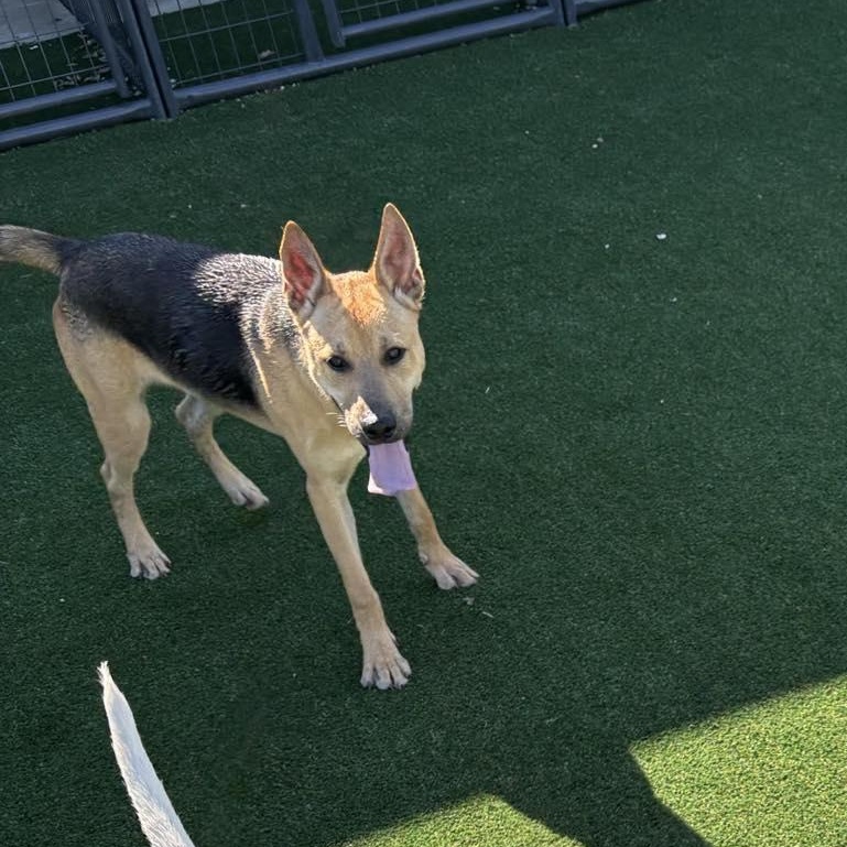 Neptune, Young Male Shepherd