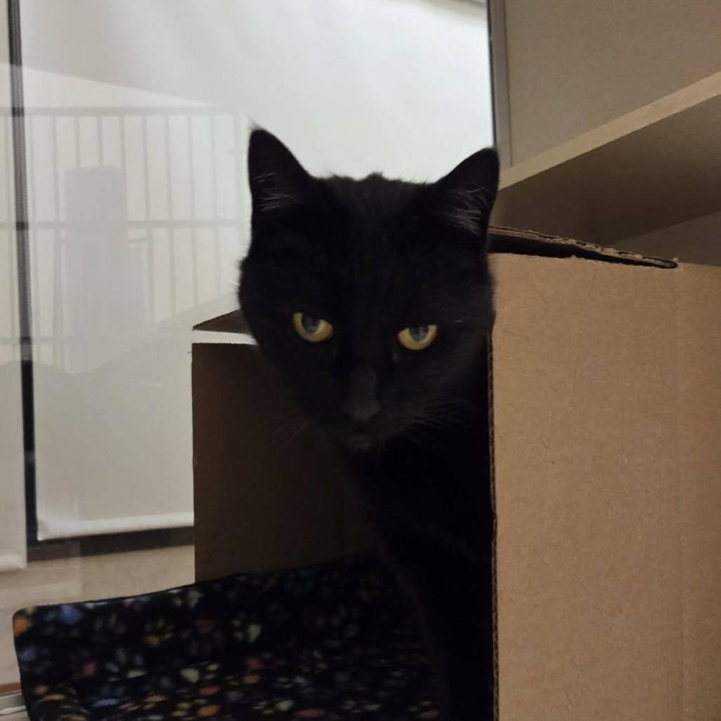 Lucky, Adoptable, Senior Female Domestic Short Hair.