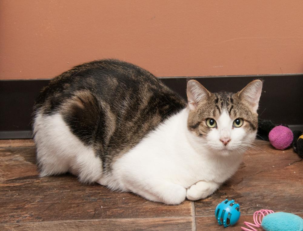 Enlarge Hugh (gets adopted with Max), an adopted Tabby in Westminster, CO image 2/2