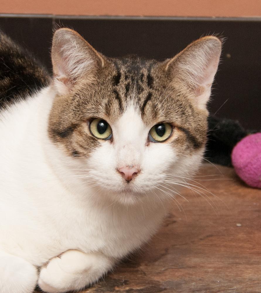 Hugh (gets adopted with Max), adoptable, Young Male Tabby.